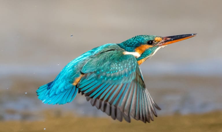 IJsvogeltje in volle vlucht