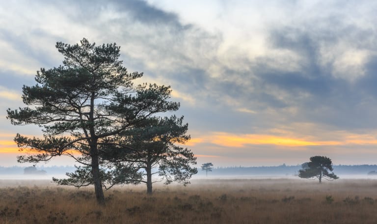 Boomplantdag 2018 natuurmonumenten