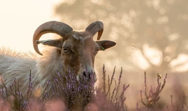 Schaap in de heide