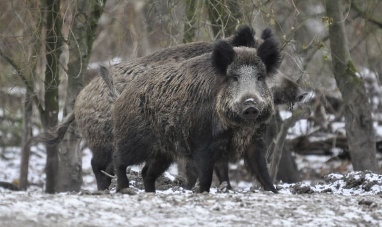 Wild zwijn in de winter