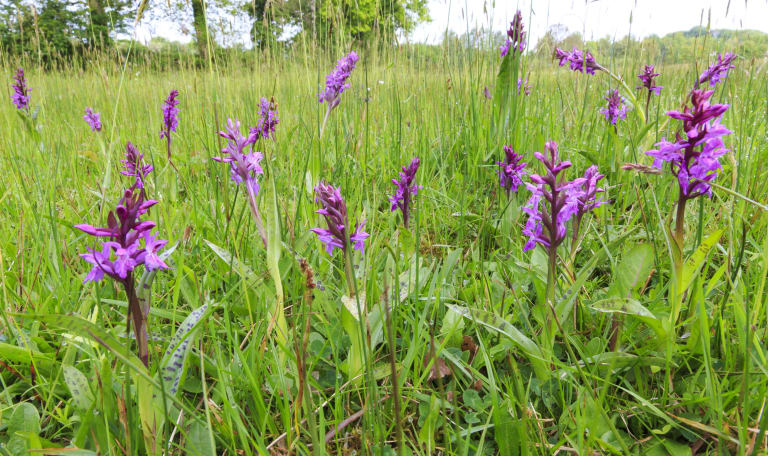 Orchideeën veld