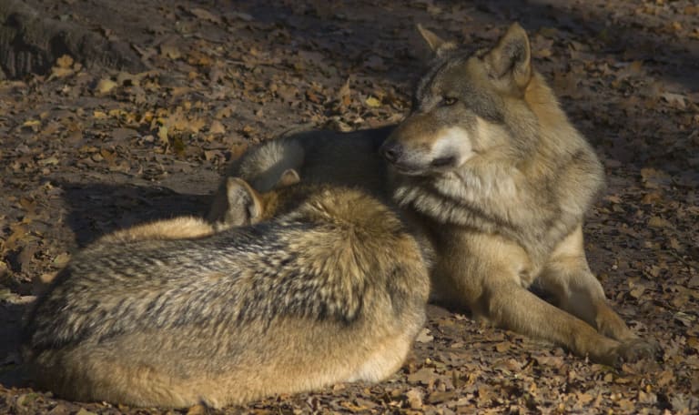 NMRG28009 Wolfjes