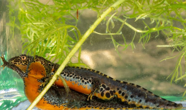 Alpenwatersalamander