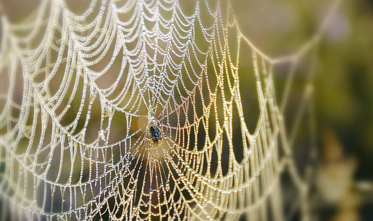 Spin in het web