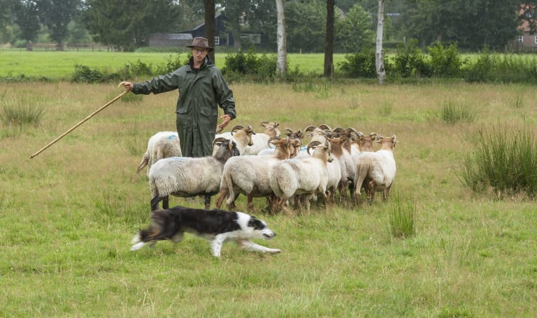 Herder Michiel aan het schapendrijven met zijn hond