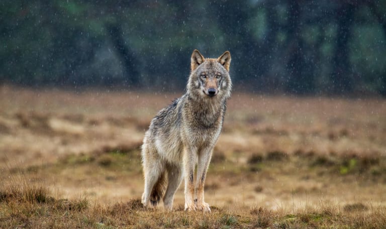 tijdens een ochtendwandeling op jawel 1 april ,kwam ik deze prachtige wolf tegen midden op de Veluwe.  de  foto is gemaakt met een behoorlijke telelens. 