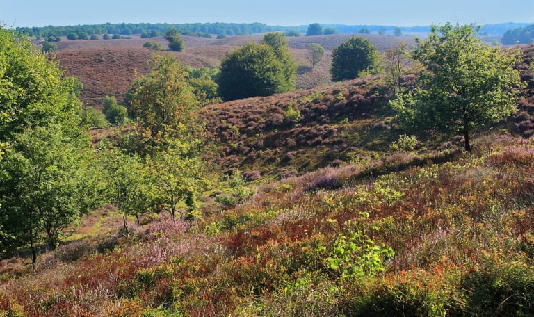 Herikhuizerveld