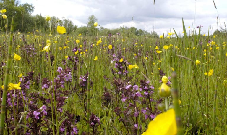 moeraskartelblad in De Wieden