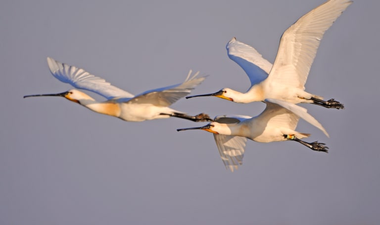 Wandelroute Vogels op landgoed Koningshof, vlak bij Haarlem |  Natuurmonumenten