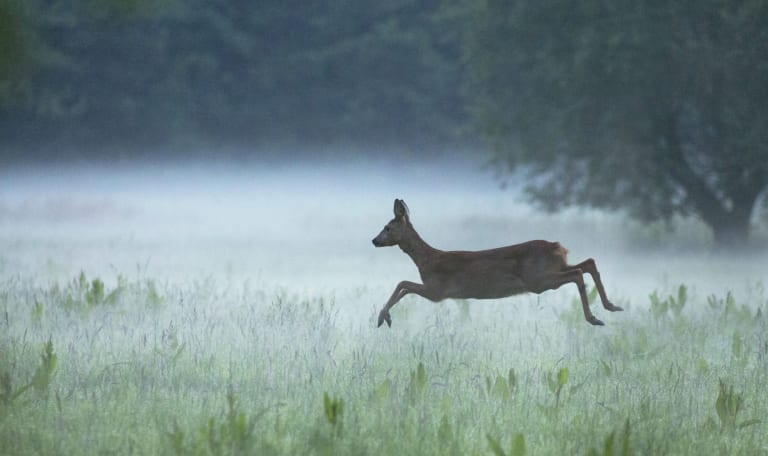 Avondwandeling reeënbronst - landgoed Leusveld