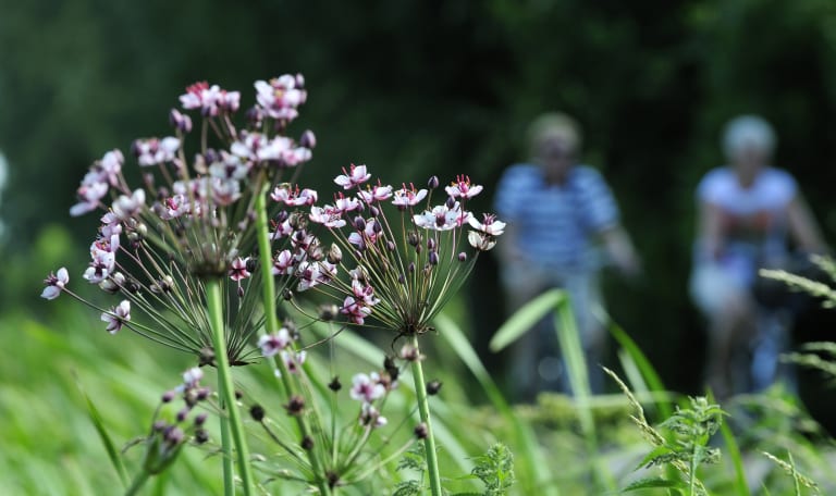 fietsers haarzuilens