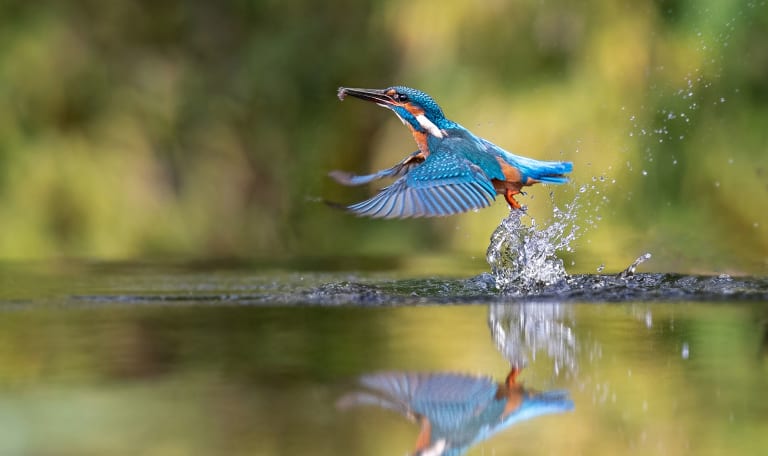 IJsvogel