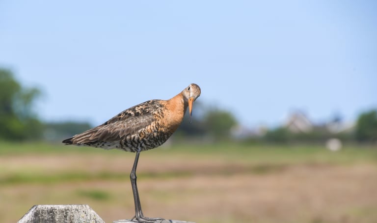 Nieuwsgierige Grutto