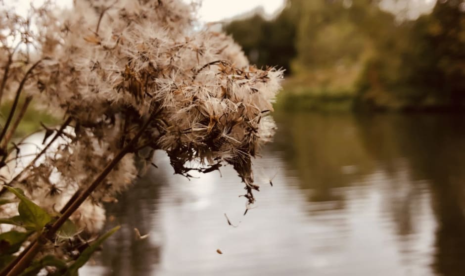 Prachtige plant langs het water van de Mallumse molen Eibergen.