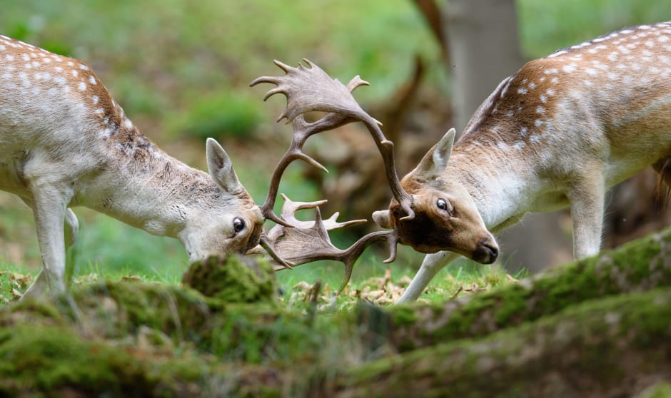 Herten in bronsttijd - Waterleidingduinen Vogelenzang