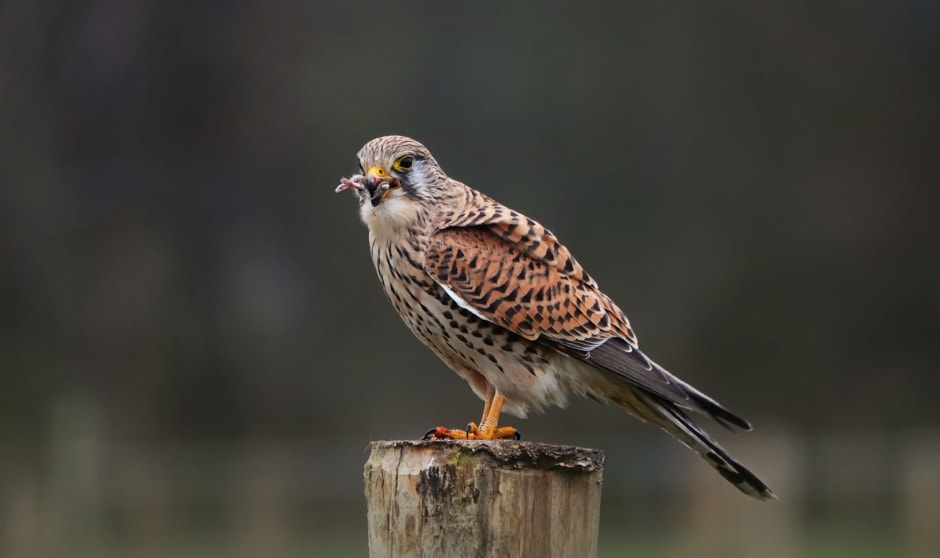 Dat was een lekker hapje! Je ziet nog net de pootjes van de muis.