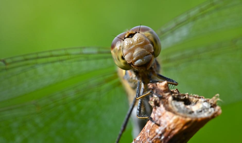 Close-up van een Libelle