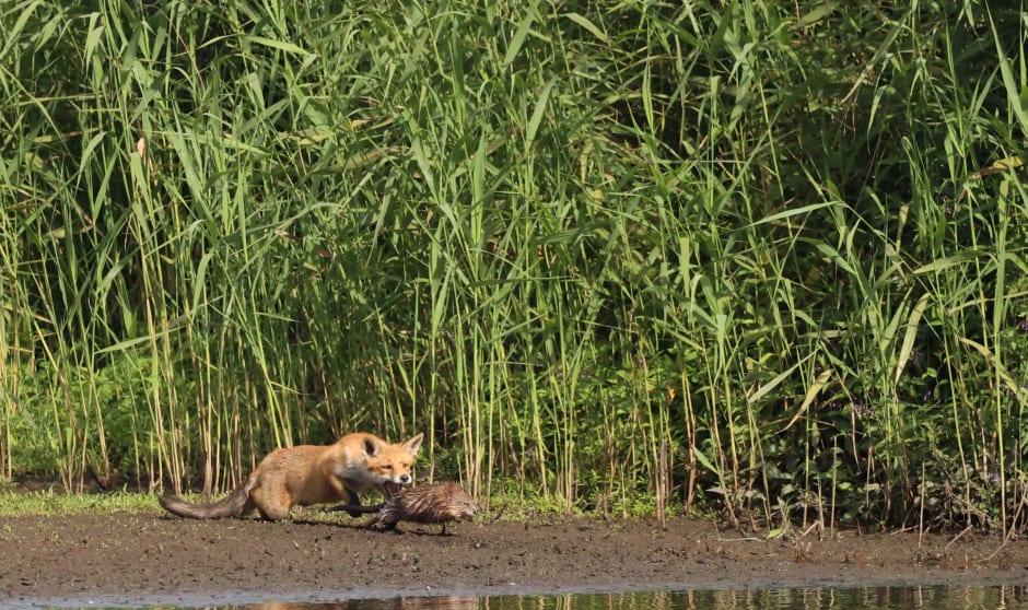 Vos vangt muskusrat in de Groene Jonker