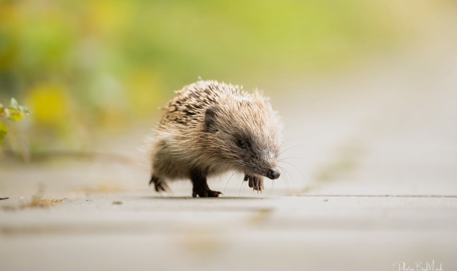 Jonge Egel - augustus