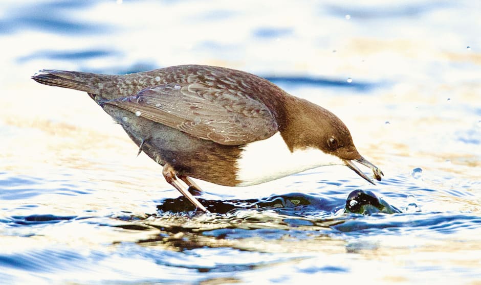 Zwartbuikwaterspreeuw 