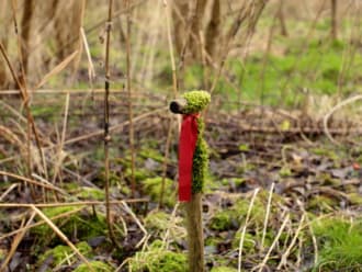 Klimaatbosroute, vlakbij Biddinghuizen