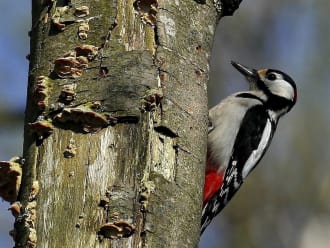 Wandelroute Vogels op landgoed Koningshof, vlak bij Haarlem