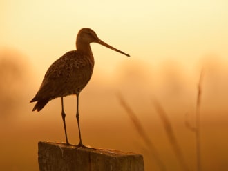 Wandelroute Schaalsmeerpolder in het  Wormer-en Jisperveld