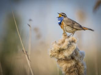 Zingende blauwborst