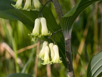 Explosieve toename salomonszegel Colckhof