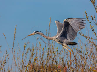 Blauwe reiger is druk aan het bouwen.