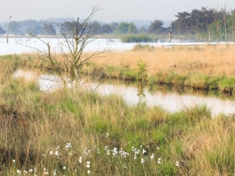 Wandelroute op de grens van Friesland en Drenthe in het Fochteloërveen