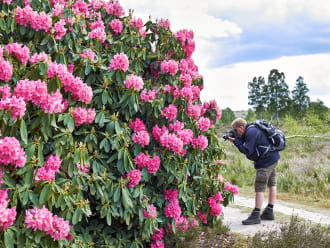 Groepsexcursie De Sallandse Heuvelrug