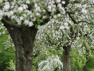 geuldal boomgaarden