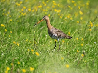 Grutto Natuurherstel Schieveen