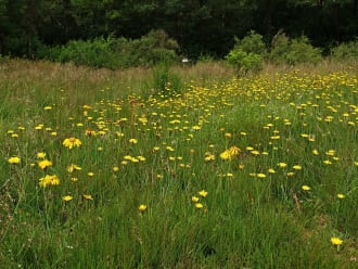 Valkruid Leggelderveld