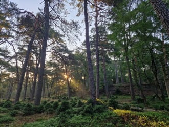 Leuvenumse bossen in het vroege ochtendlicht