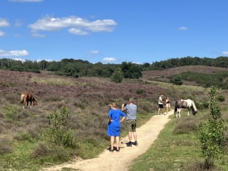 Ijslandse paarden begrazen het gebied Nationaal Park de Veluwezoom