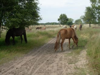 IJslandse paarden op de Kampina