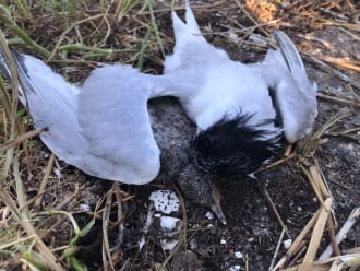 Door vogelgriep getroffen grote stern met jong