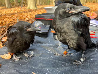 Raven ringen op Einde Gooi