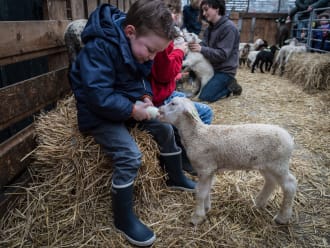 Lammetjes de fles geven op de belevenisboerderij