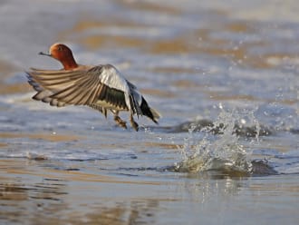 Smienten luiden herfst in op de Nieuwkoopse Plassen