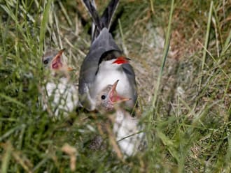 Visdief met twee opgroeiende jongen