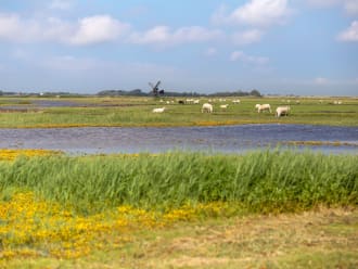 Waalenburg schapen