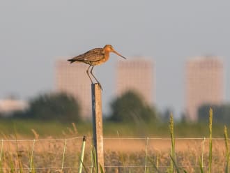 Grutto Rotterdam