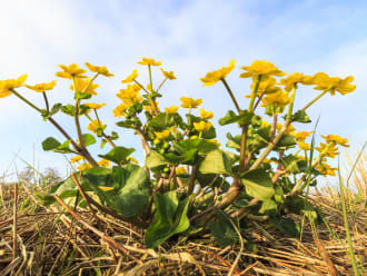 Dotterbloemen in het veld