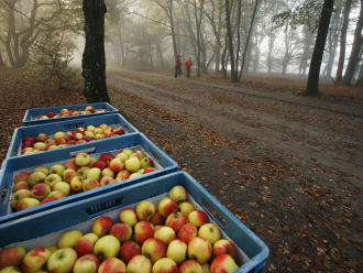 Planken Wambuis hardlopen