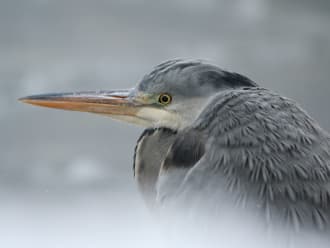 Blauwe reiger in de winter