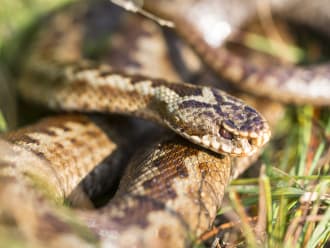 Een adder in de zon