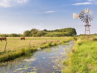 Landschap Groningen Koeien en Molen